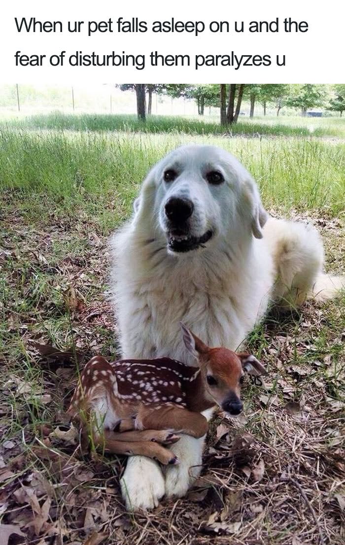 Wait Till You See These 38 Dog Memes That Nail Every Pup’s Weirdness