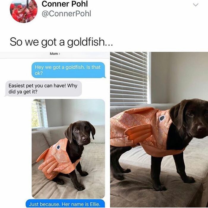 Wait Till You See These 38 Dog Memes That Nail Every Pup’s Weirdness