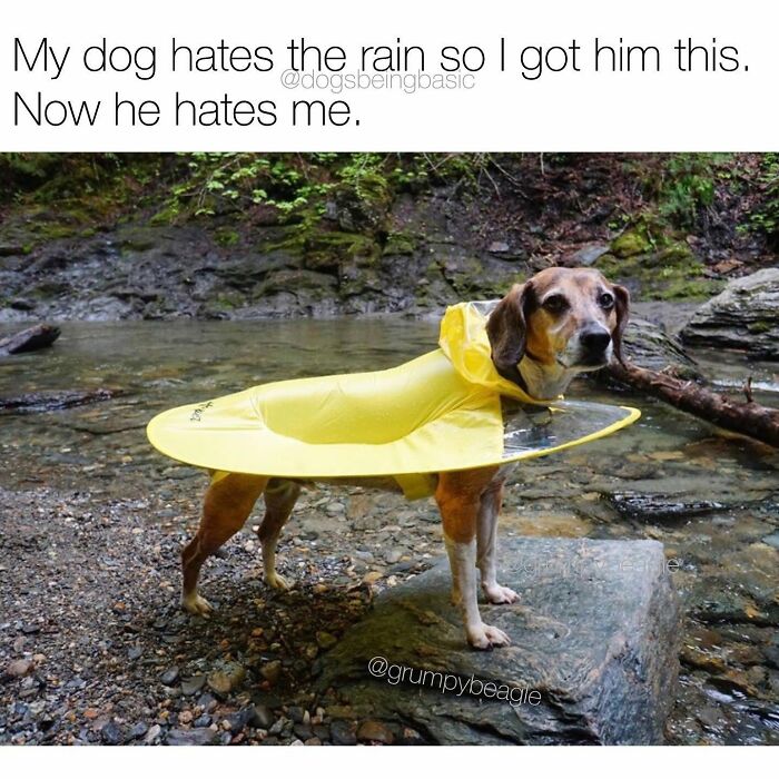 Wait Till You See These 38 Dog Memes That Nail Every Pup’s Weirdness