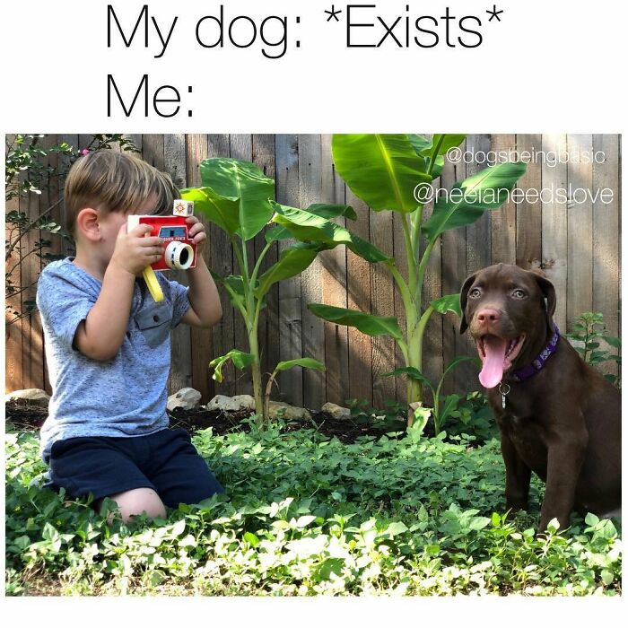 Wait Till You See These 38 Dog Memes That Nail Every Pup’s Weirdness