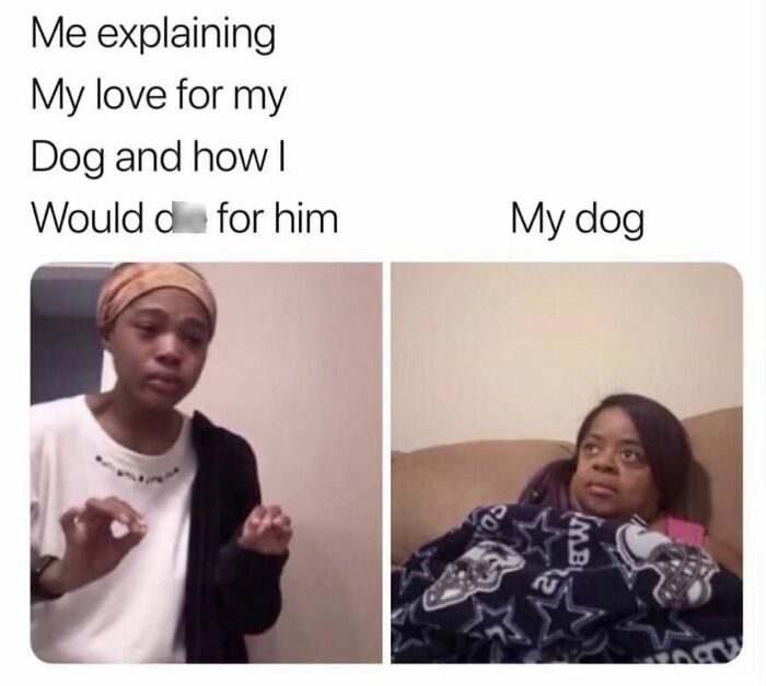 Wait Till You See These 38 Dog Memes That Nail Every Pup’s Weirdness