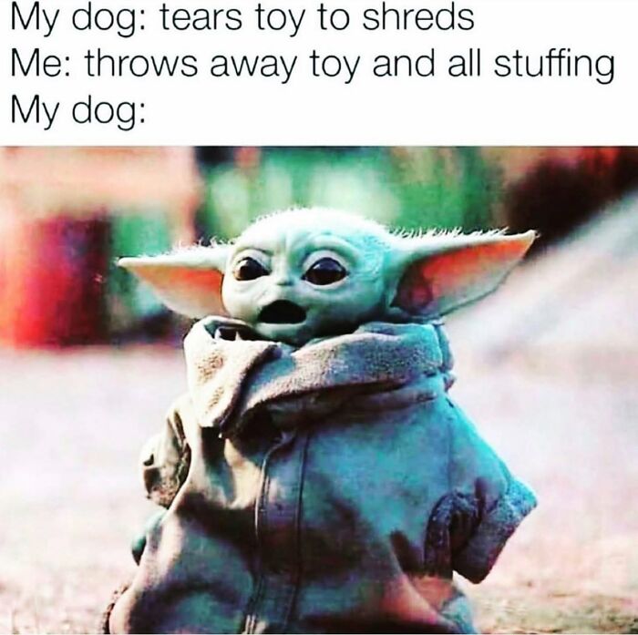 Wait Till You See These 38 Dog Memes That Nail Every Pup’s Weirdness