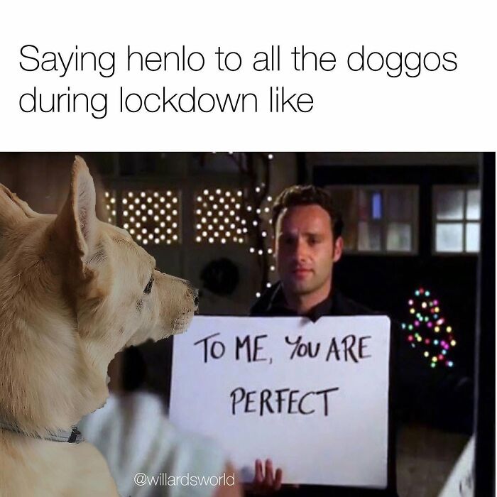 Wait Till You See These 38 Dog Memes That Nail Every Pup’s Weirdness