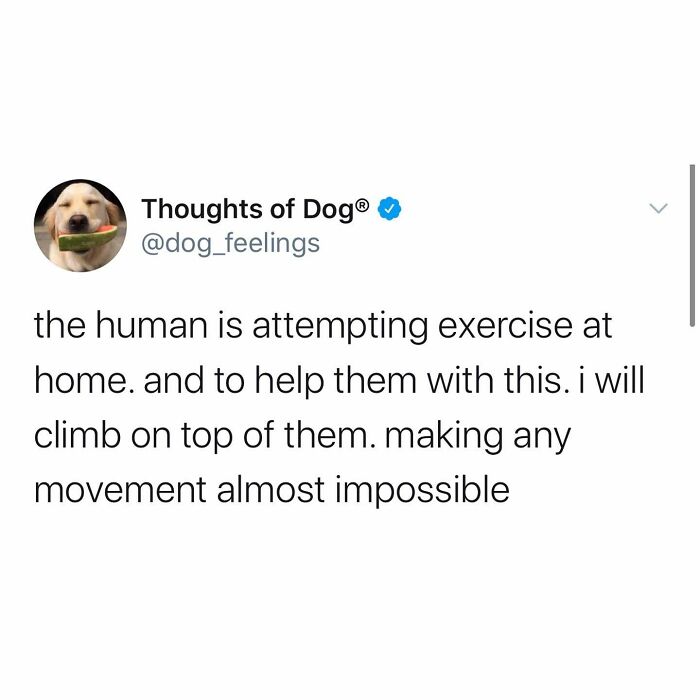 Wait Till You See These 38 Dog Memes That Nail Every Pup’s Weirdness