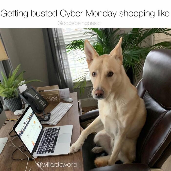 Wait Till You See These 38 Dog Memes That Nail Every Pup’s Weirdness