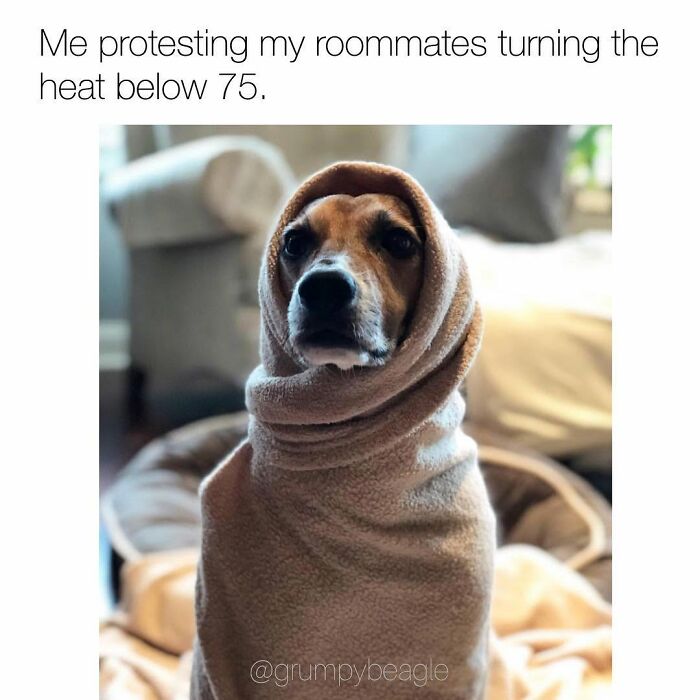 Wait Till You See These 38 Dog Memes That Nail Every Pup’s Weirdness