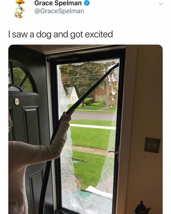 Wait Till You See These 38 Dog Memes That Nail Every Pup’s Weirdness