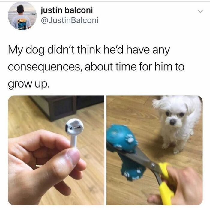 Wait Till You See These 38 Dog Memes That Nail Every Pup’s Weirdness