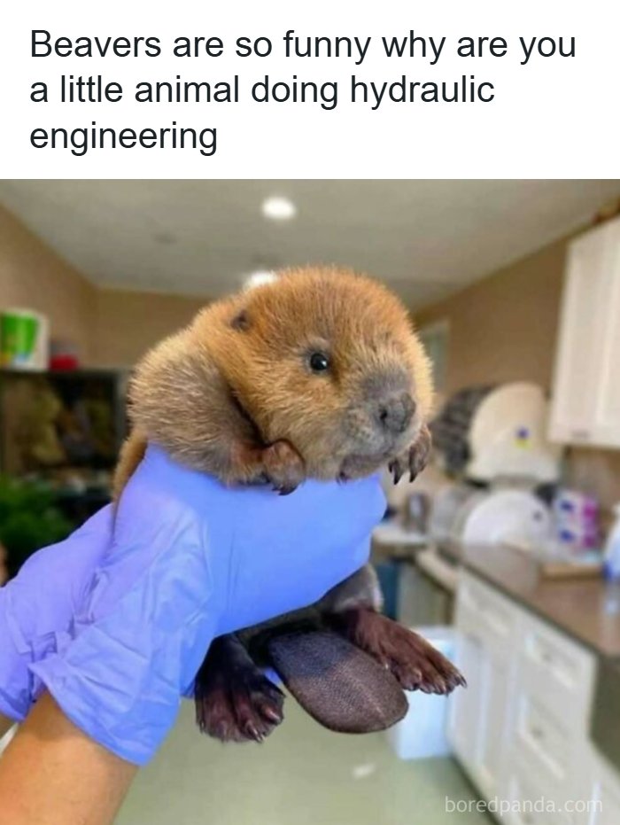 These Science Memes Are So Bad, They're Actually Genius!