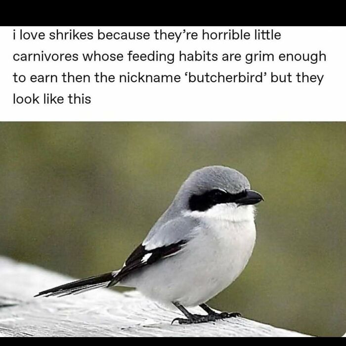 These Science Memes Are So Bad, They're Actually Genius!