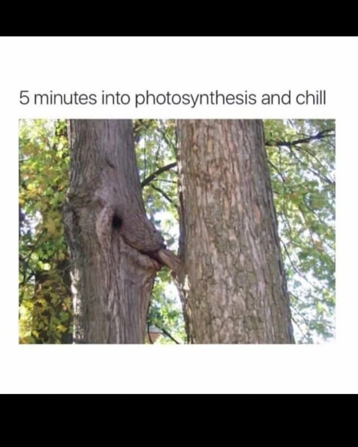 These Science Memes Are So Bad, They're Actually Genius!