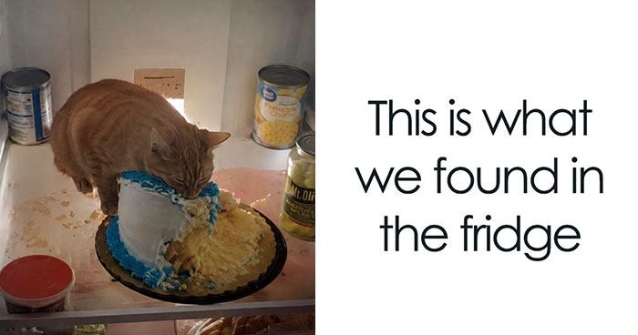 These Animal Memes Are So Funny, They Might Just Make Your Day
