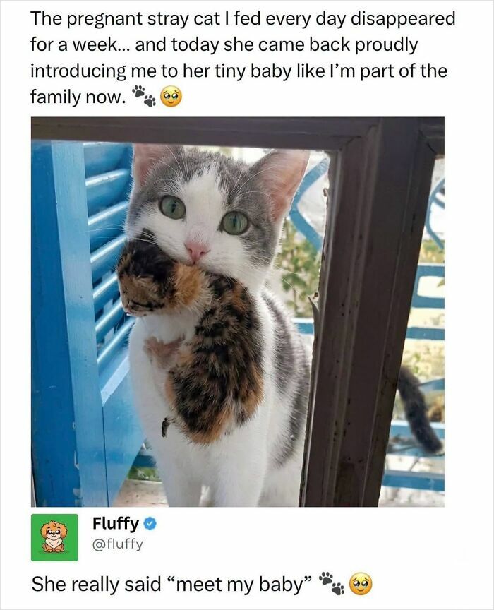 These Animal Memes Are So Funny, They Might Just Make Your Day