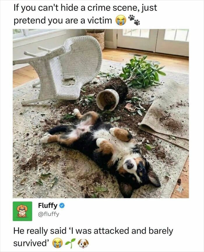 These Animal Memes Are So Funny, They Might Just Make Your Day