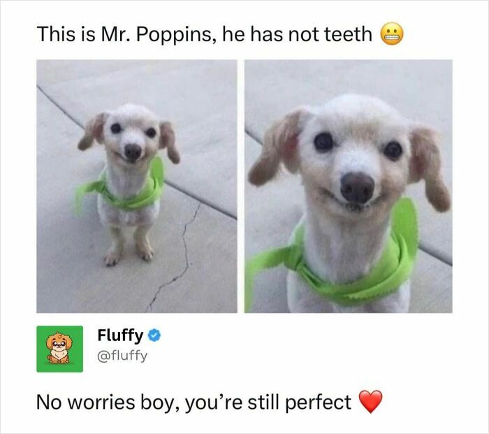 These Animal Memes Are So Funny, They Might Just Make Your Day