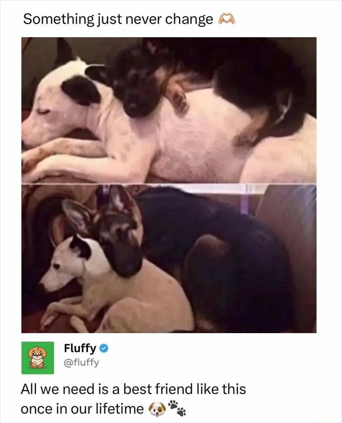 These Animal Memes Are So Funny, They Might Just Make Your Day