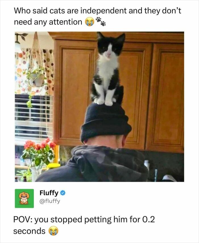 These Animal Memes Are So Funny, They Might Just Make Your Day