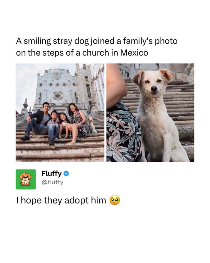 These Animal Memes Are So Funny, They Might Just Make Your Day