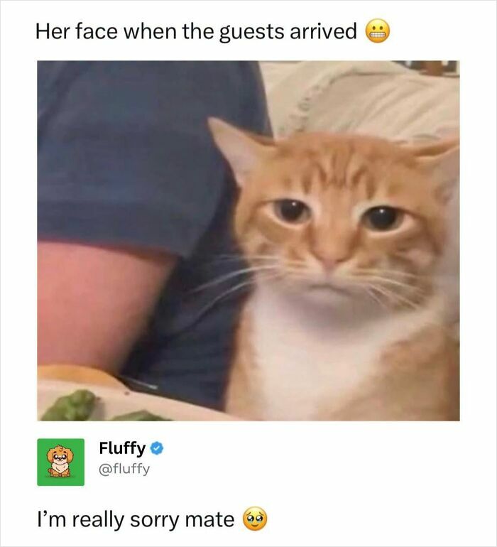 These Animal Memes Are So Funny, They Might Just Make Your Day