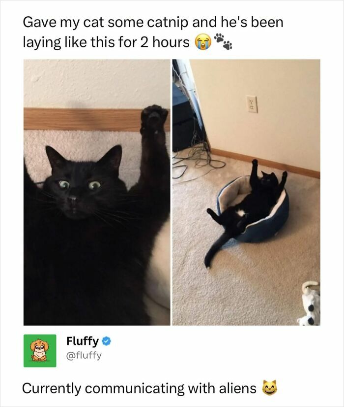 These Animal Memes Are So Funny, They Might Just Make Your Day