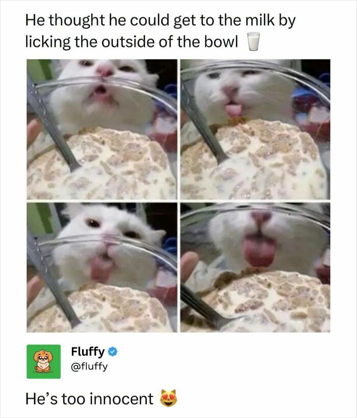 These Animal Memes Are So Funny, They Might Just Make Your Day