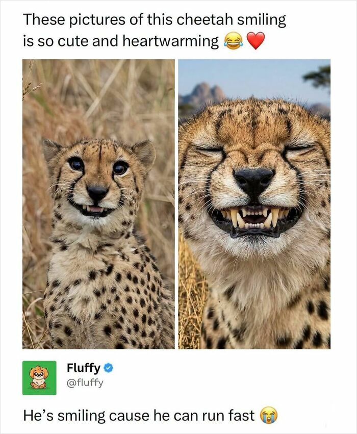 These Animal Memes Are So Funny, They Might Just Make Your Day
