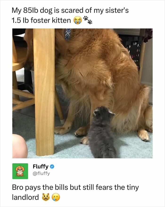 These Animal Memes Are So Funny, They Might Just Make Your Day