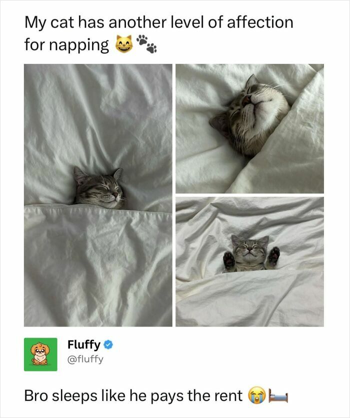 These Animal Memes Are So Funny, They Might Just Make Your Day