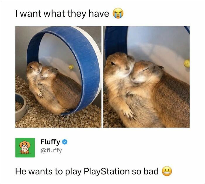 These Animal Memes Are So Funny, They Might Just Make Your Day