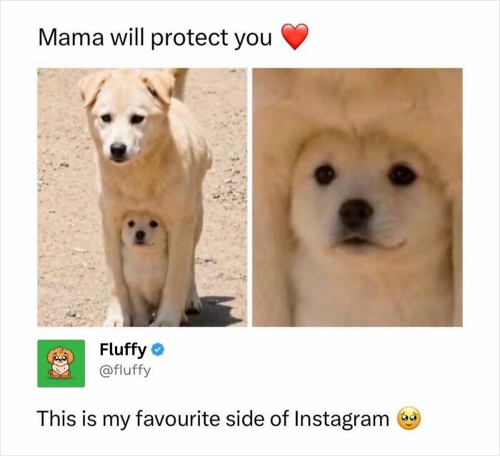 These Animal Memes Are So Funny, They Might Just Make Your Day