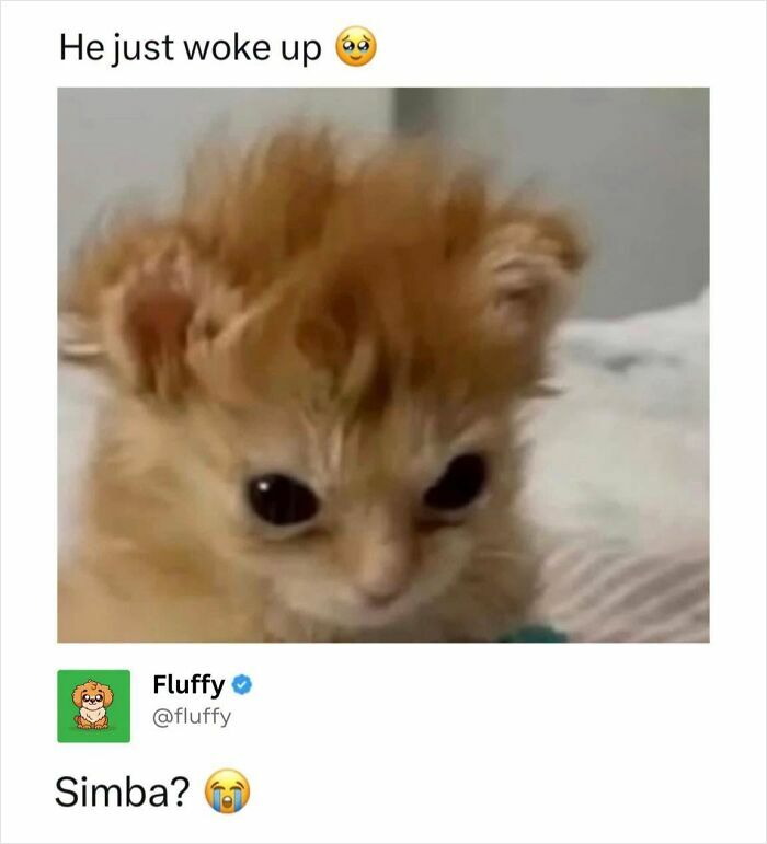 These Animal Memes Are So Funny, They Might Just Make Your Day