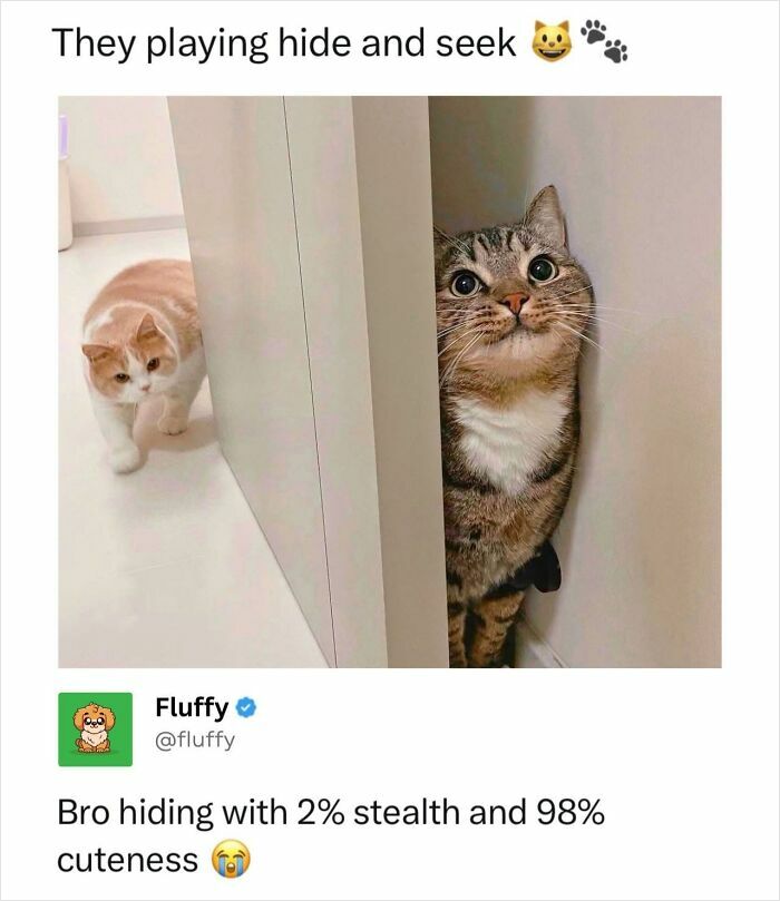 These Animal Memes Are So Funny, They Might Just Make Your Day