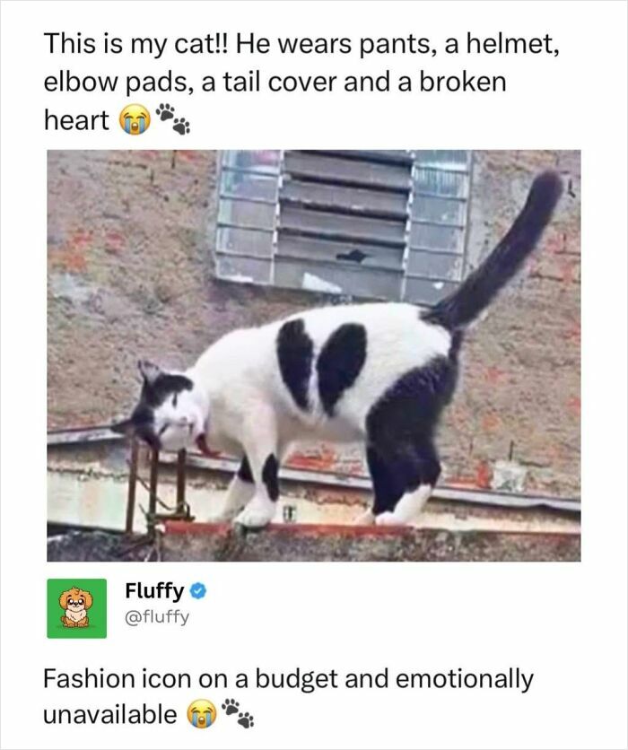 These Animal Memes Are So Funny, They Might Just Make Your Day