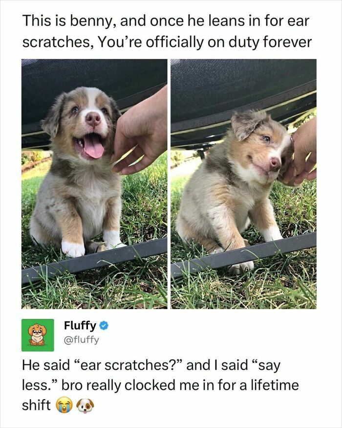 These Animal Memes Are So Funny, They Might Just Make Your Day