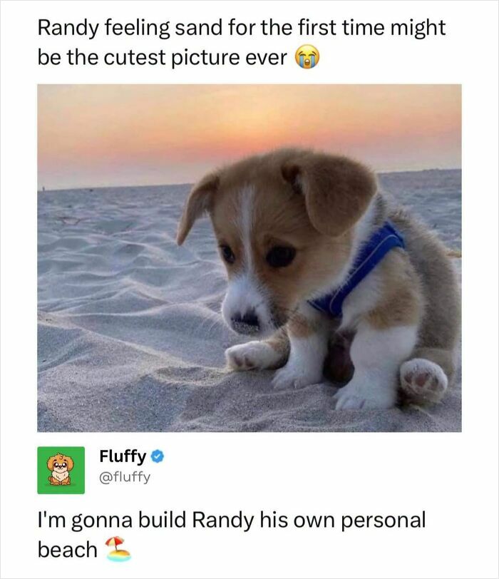 These Animal Memes Are So Funny, They Might Just Make Your Day