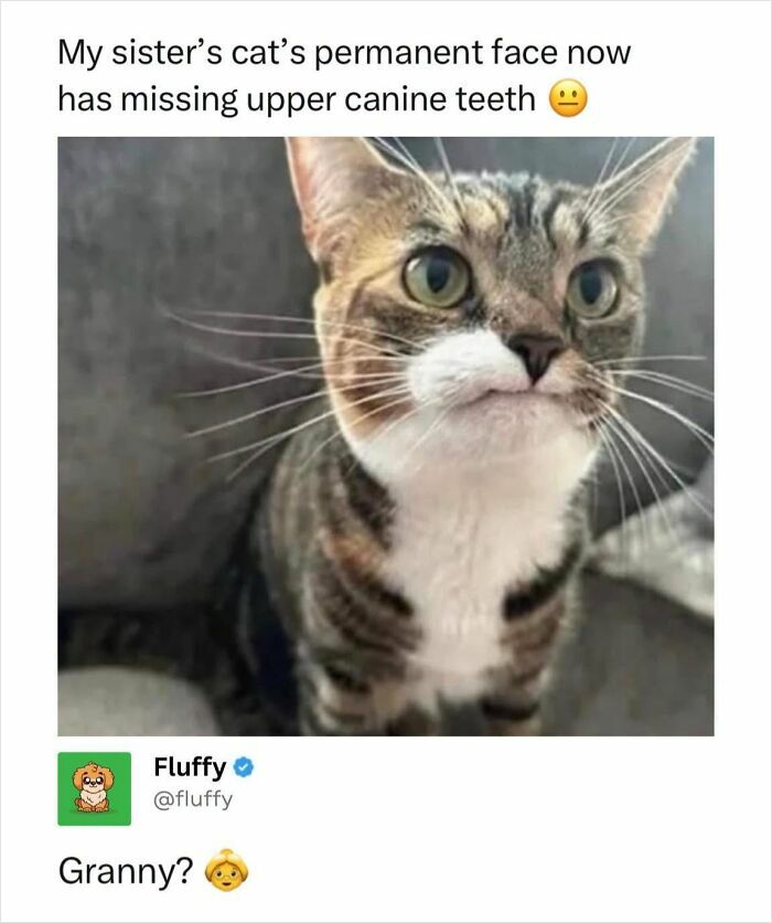 These Animal Memes Are So Funny, They Might Just Make Your Day