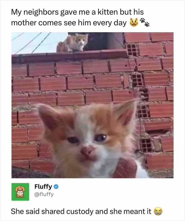 These Animal Memes Are So Funny, They Might Just Make Your Day
