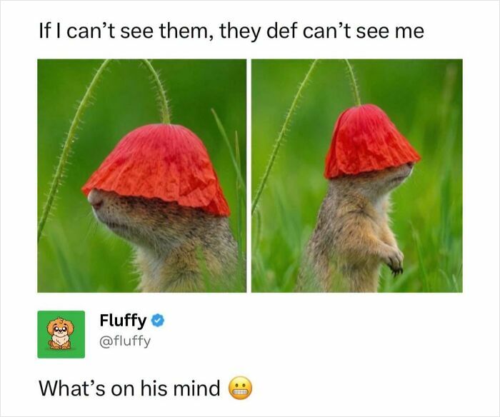 These Animal Memes Are So Funny, They Might Just Make Your Day