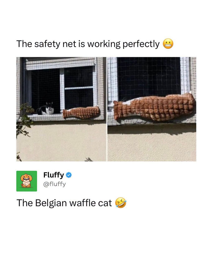 These Animal Memes Are So Funny, They Might Just Make Your Day