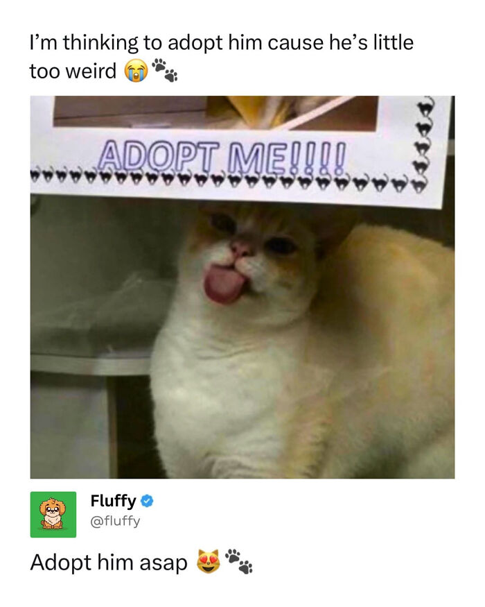 These Animal Memes Are So Funny, They Might Just Make Your Day