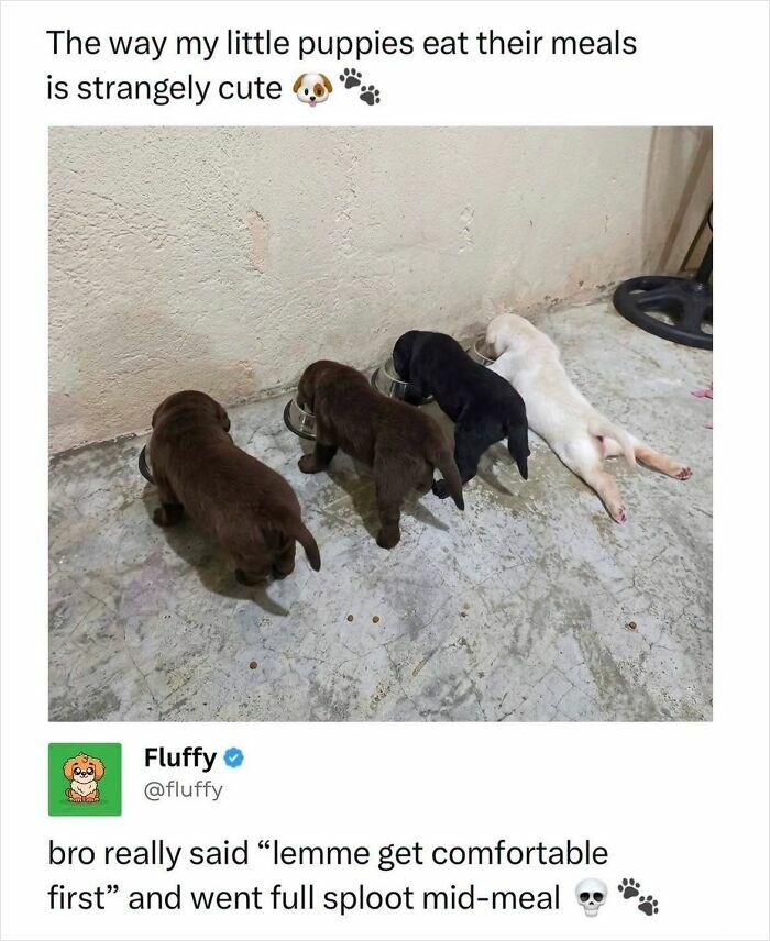 These Animal Memes Are So Funny, They Might Just Make Your Day