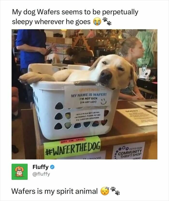 These Animal Memes Are So Funny, They Might Just Make Your Day