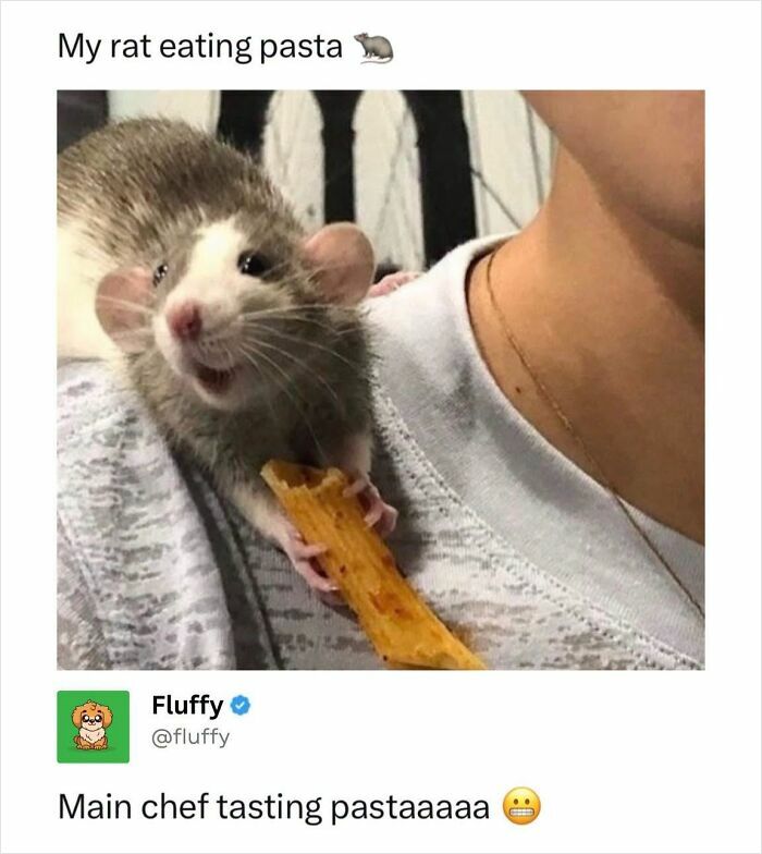 These Animal Memes Are So Funny, They Might Just Make Your Day