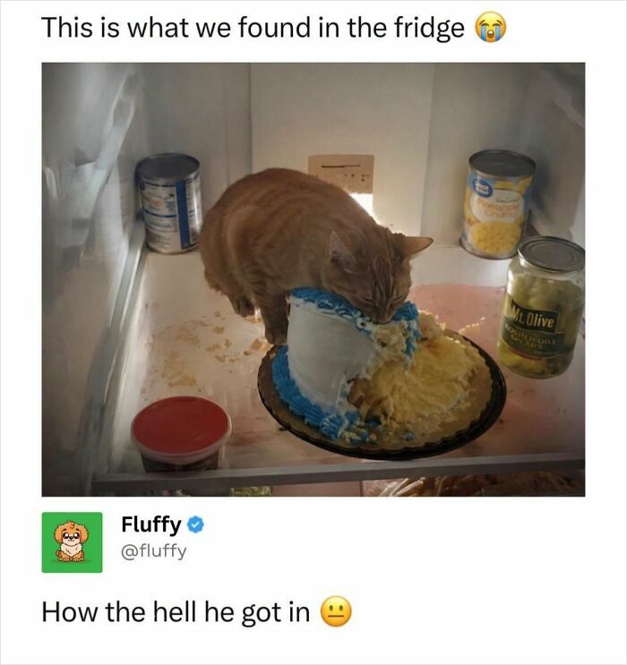 These Animal Memes Are So Funny, They Might Just Make Your Day