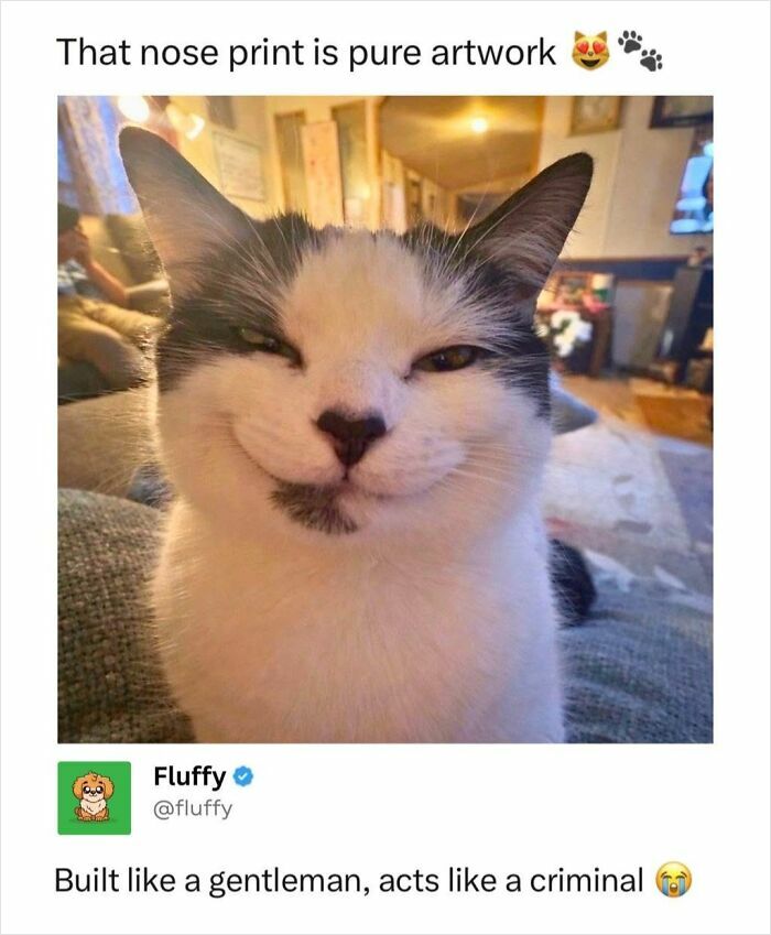 These Animal Memes Are So Funny, They Might Just Make Your Day