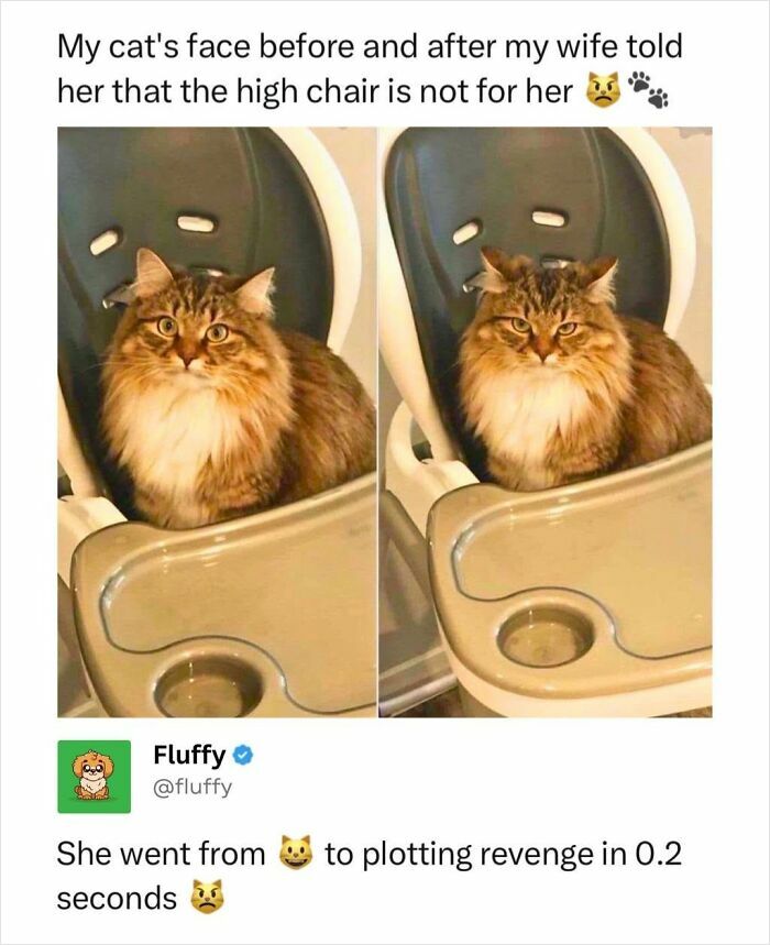 These Animal Memes Are So Funny, They Might Just Make Your Day