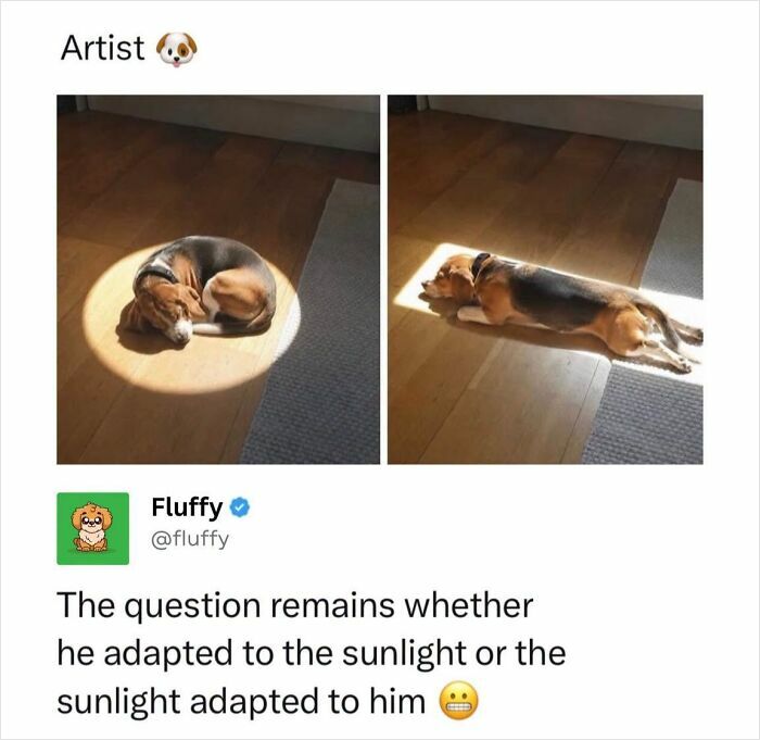 These Animal Memes Are So Funny, They Might Just Make Your Day