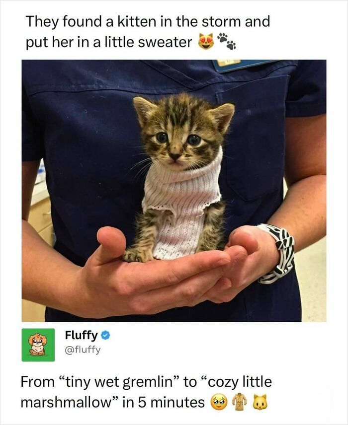 These Animal Memes Are So Funny, They Might Just Make Your Day