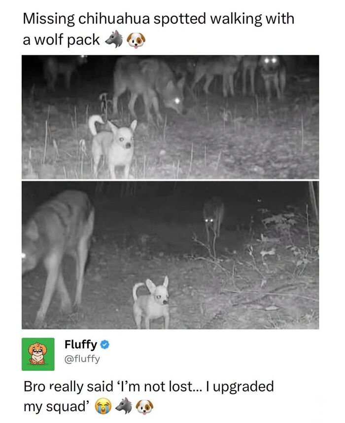 These Animal Memes Are So Funny, They Might Just Make Your Day