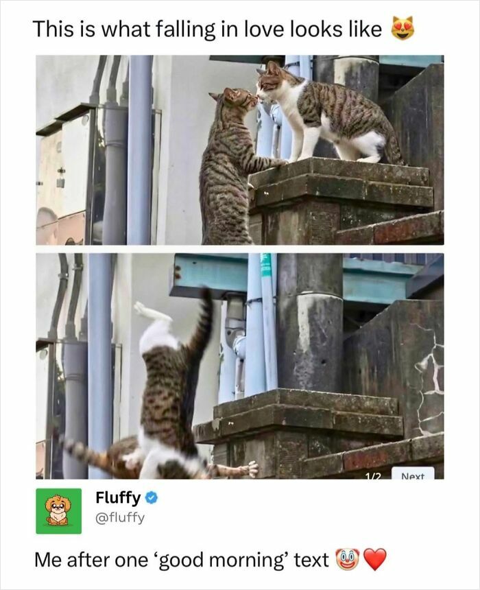 These Animal Memes Are So Funny, They Might Just Make Your Day